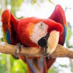 Red Scarlett Macaw bird parrot looking curious to the front in Macaw Mountain, Copan Ruinas, Honduras, Central America