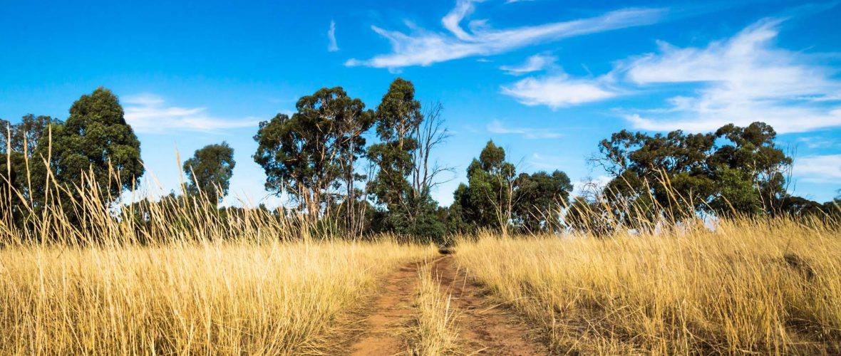 Victoria, Australia, Grampians, Red dirtroad through the dry bushland landscape with high yellow grass and broadloaf trees with blue sky