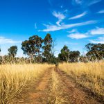 Victoria, Australia, Grampians, Red dirtroad through the dry bushland landscape with high yellow grass and broadloaf trees with blue sky