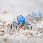 Two small blue crabs seen from the back walking on the white beach of Siquijor, Philippines, Asia