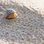 Small orange hermit crab looking out of a white black shell in the sand of the island Koh Mook, Thailand