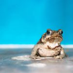 Portrait of a brown white frog in front of light blue wall at a house, El Remate, Guatemala, Central America
