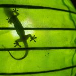 Shadow of a gecko in a green lamp, Gili Air, Lombok, Indonesia