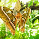 Attacus caesar, 30cm long moth with brown orange colours with green plants background in Bohol, Philippines