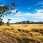 Golden grassland landscape in the bush with green trees with rocky Grampians mountains in the background, Victoria, Australia