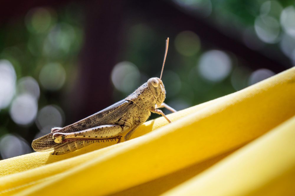 Togian Islands, Indonesia, Closeup of a brown grasshopper in a yellow hammock with dark green background with bokeh