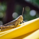 Togian Islands, Indonesia, Closeup of a brown grasshopper in a yellow hammock with dark green background with bokeh