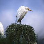 White grumpy looking bird in a green bush tree with blue background in Nuwara Eliya, Sri Lanka