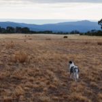 Herder dog on a dry grass field watching kangaroos in a distance at the Grampians, Victoria, Australia
