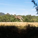 Kangeroo jumping in grassland at a sunny day in the Grampians, Australia