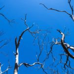Leafless gray Eucalyptus trees on blue sky eaten by koalas, Cape Otway, Victoria, Australia