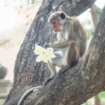 Grey brown monkey sitting in a tree with a lotus flower in its hand and temple in the background, Anuradhapura, Sri Lanka