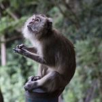 Grey monkey sitting and looking up in the jungle of temple Wat Thama Sua, Krabi, Thailand