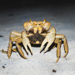 Large orange yellow crab in the night in the sand beach of Caye Caulker, Belize
