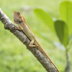 White orange lizzard in sunslight on a branch with green grass and plant background on Koh Mook in Thailand