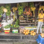 Market seller standing at a stall in Galle, Sri Lanka with different types of bananas and fruits