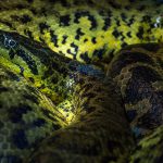Close up of a Yellow Ananaconda snake in the museum Haus der Natur, Salzburg, Austria
