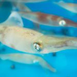 Squids closeup in blue water of a restaurant tank in Seongsan, Jeju Island, South Korea