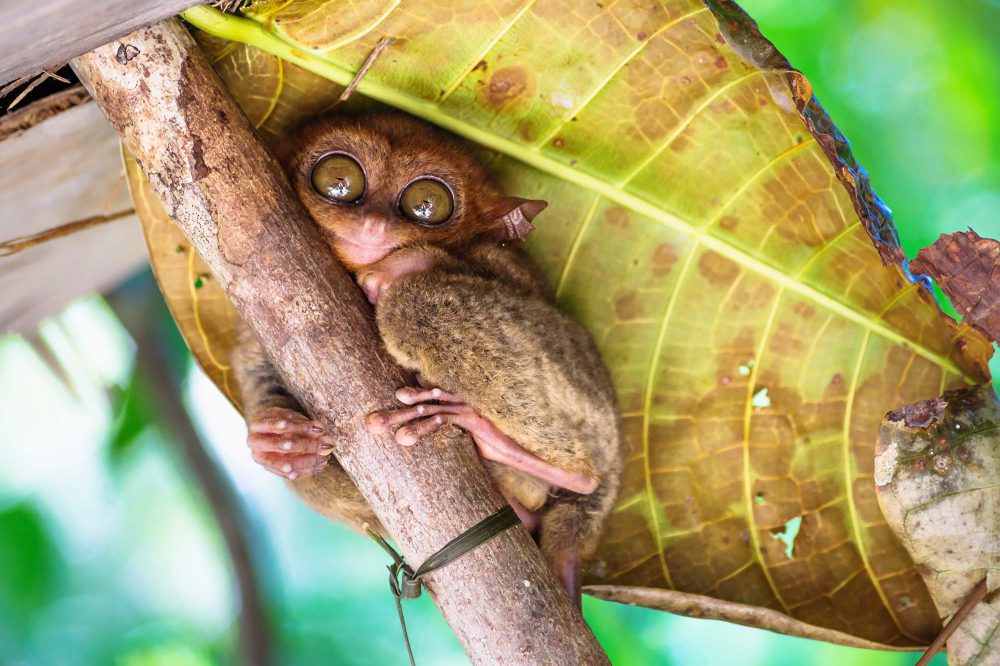 Tarsier with big open eyes on a branch with big green leaf in the back in Bohol, Philippines, Asia