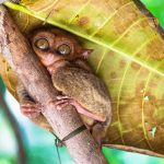 Tarsier with big open eyes on a branch with big green leaf in the back in Bohol, Philippines, Asia