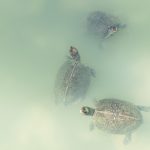 Three turtles looking out of light green water at Kek Lok Si temple in Penang, Malaysia